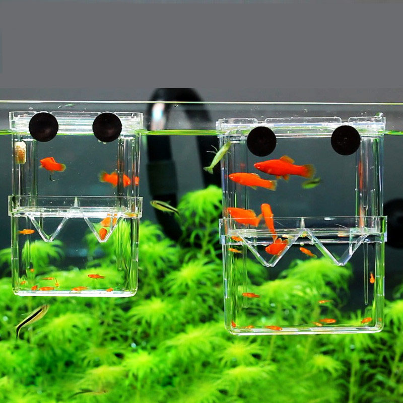Betta Fish Tank - Scatola di isolamento per allevamento di