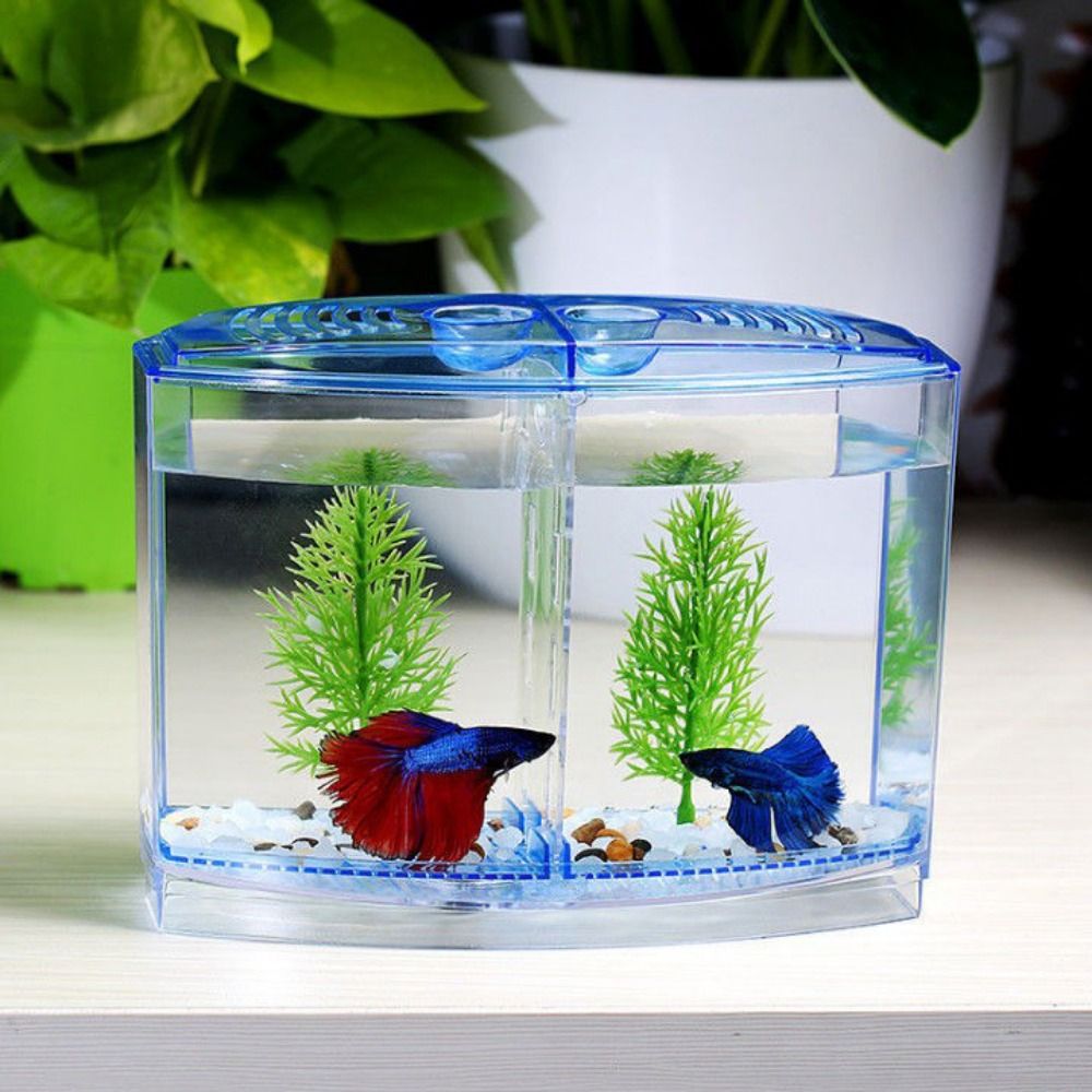Acquario Betta trasparente, ac - Betta Fish Tank recensione e prezzo